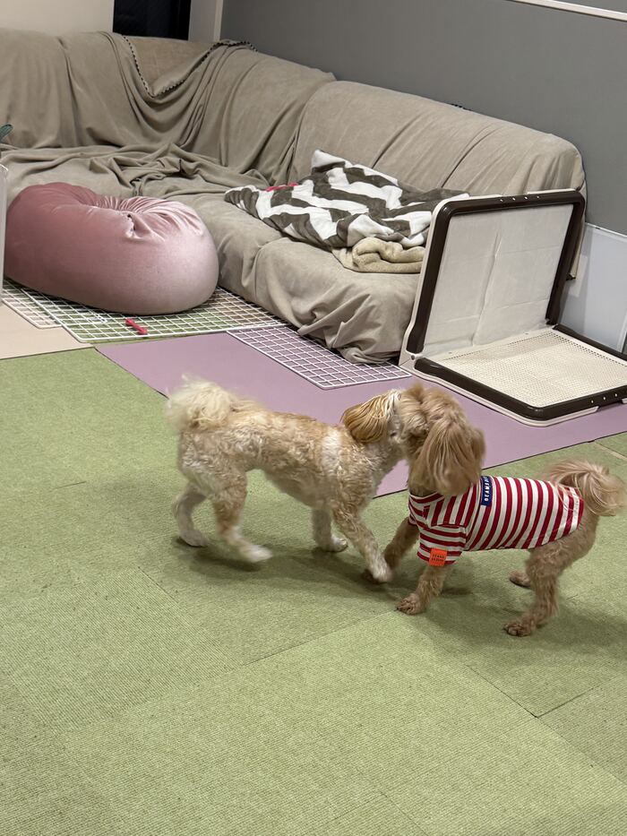 じゃれ合うコタとるんるん