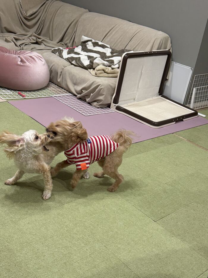 噛みつき合うコタとるんるん