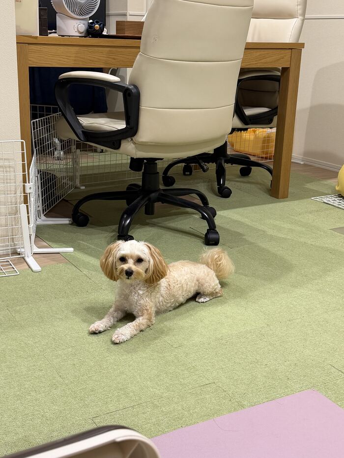椅子の下からこちらを見つめるるんちゃん