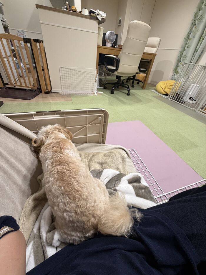 隣に座るが膝には乗らないるんちゃん