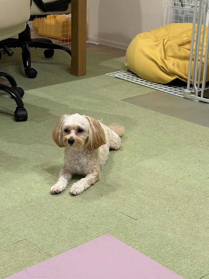 元の位置に戻って伏せるるんちゃん