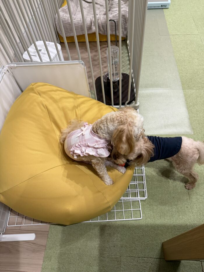 るんちゃんのお腹の匂いを嗅ぐコタ