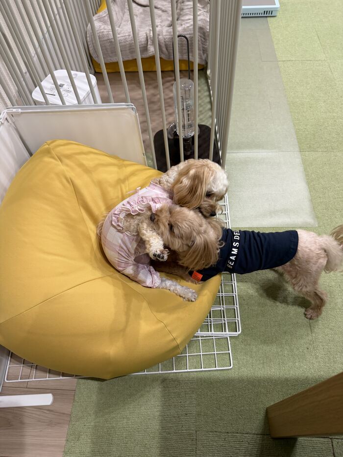 戸惑いながらコタに匂いを嗅がれるるんちゃん
