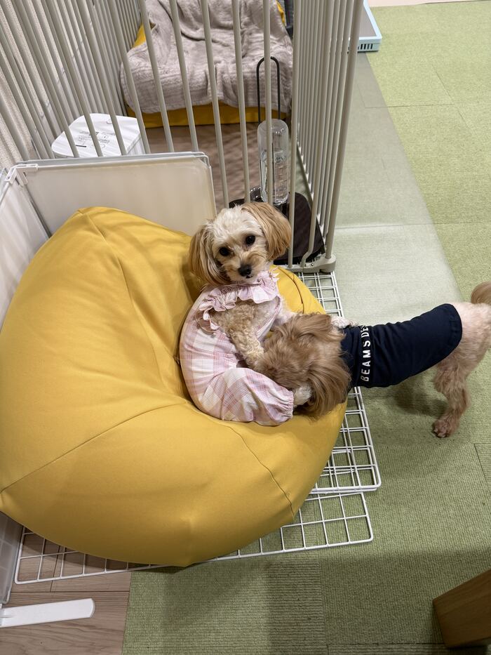コタに絡まれながらこちらを見るるんちゃん