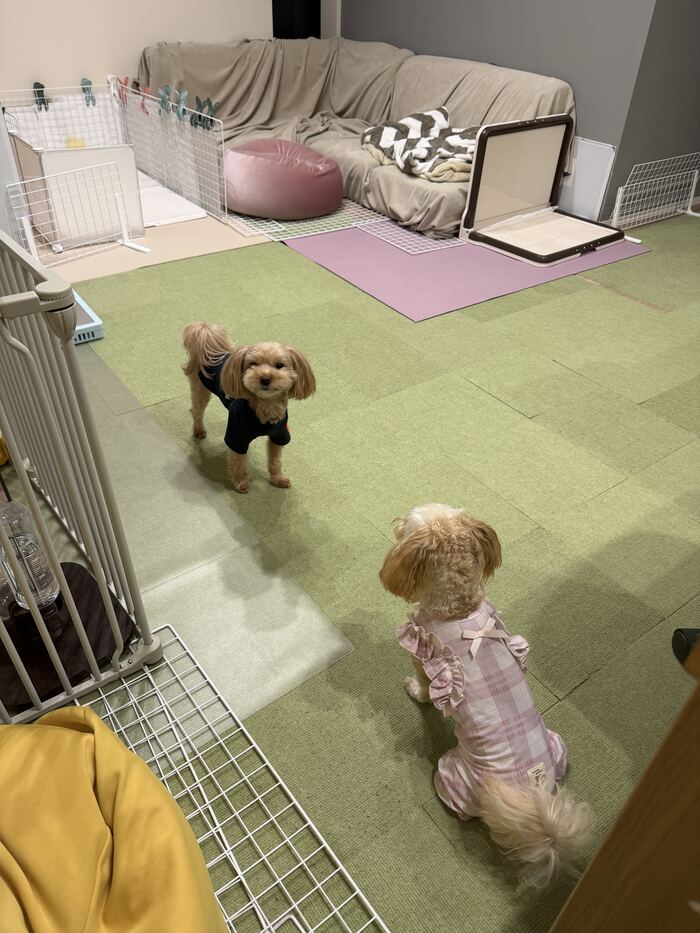 コタを見つめるるんちゃんと、こちらを見つめるコタ