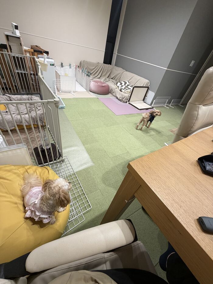 遠くを見つめるコタとコタを見つめるるんちゃん