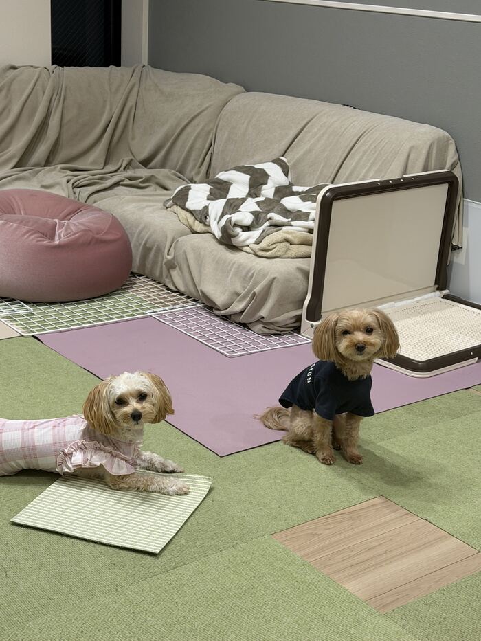 揃ってこちらを見つめるコタとるんちゃん