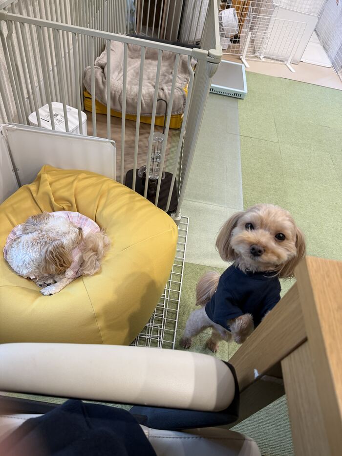 クッションでオネムのるんるんと抱っこアピールのコタ