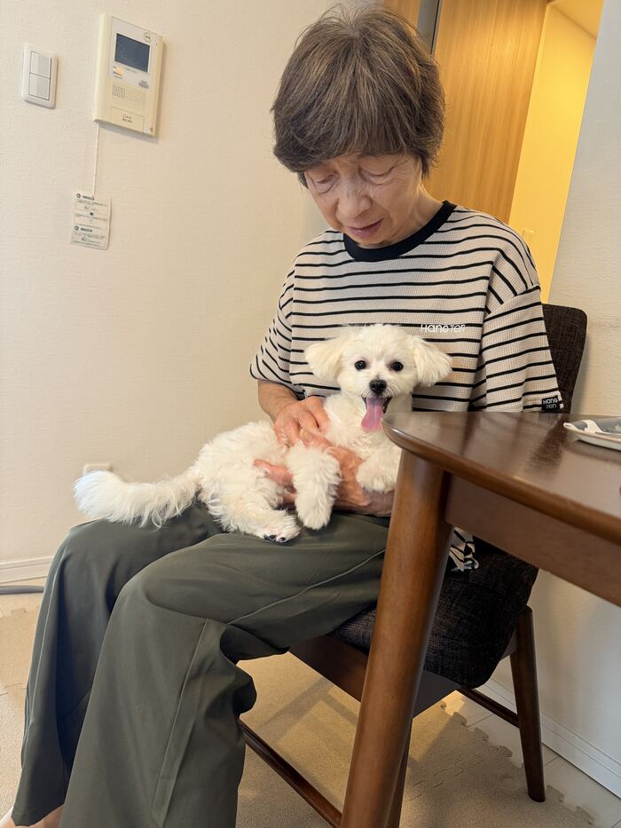 祖母に抱っこされる白いマルプーのマルちゃん