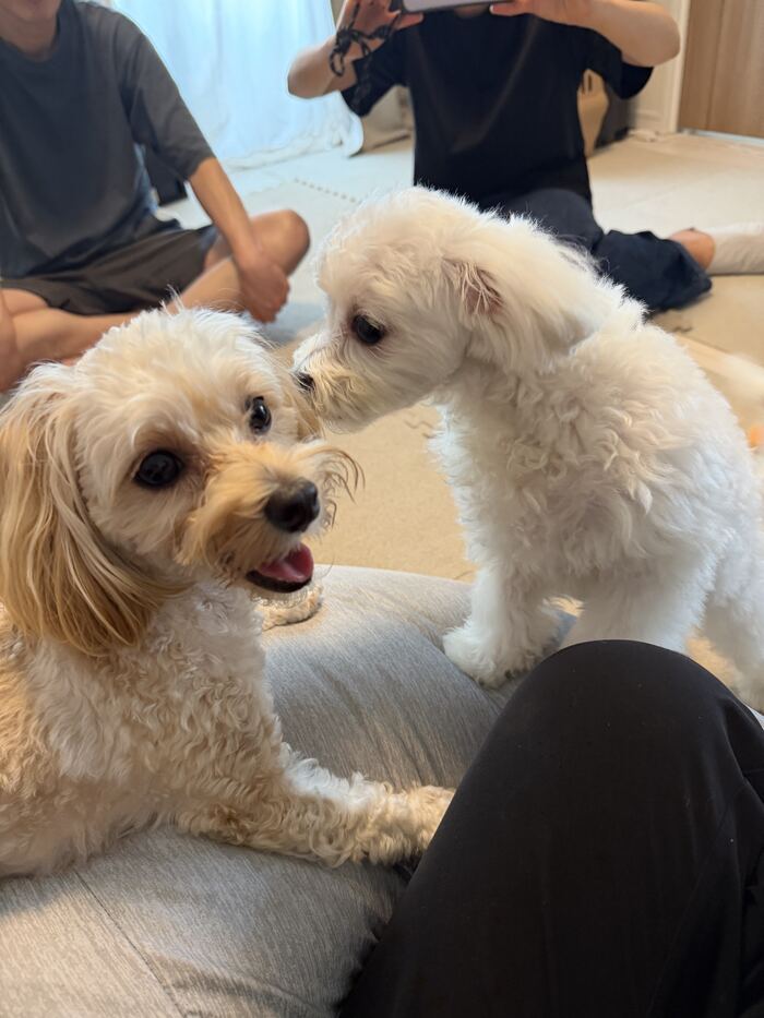 じゃれ合うるんるんとマルちゃん