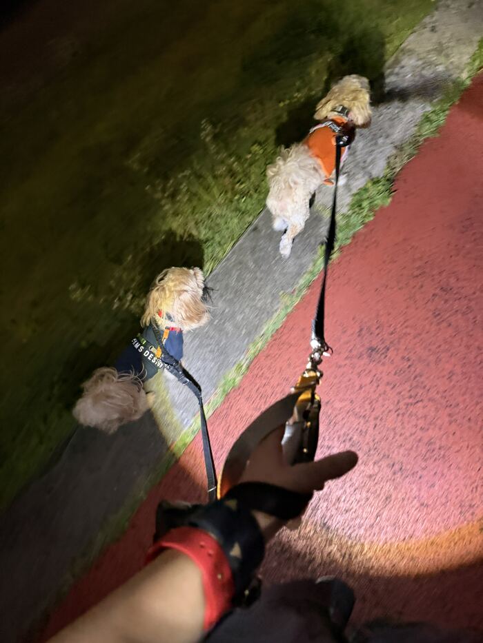 夜の散歩道を歩くコタとるんちゃん