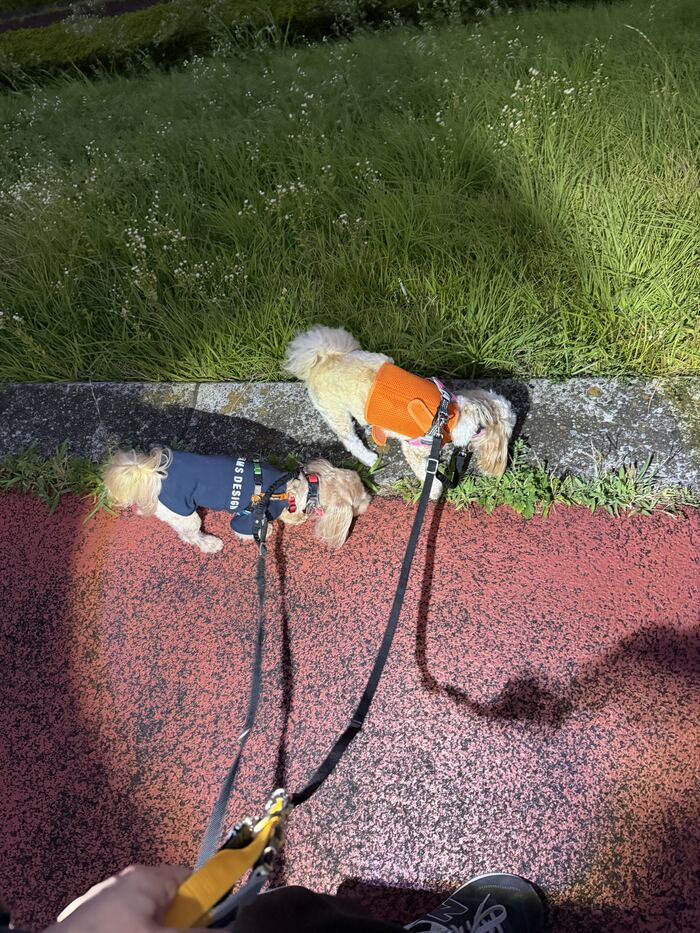 並んで草むらの匂いを嗅ぐコタとるんちゃん