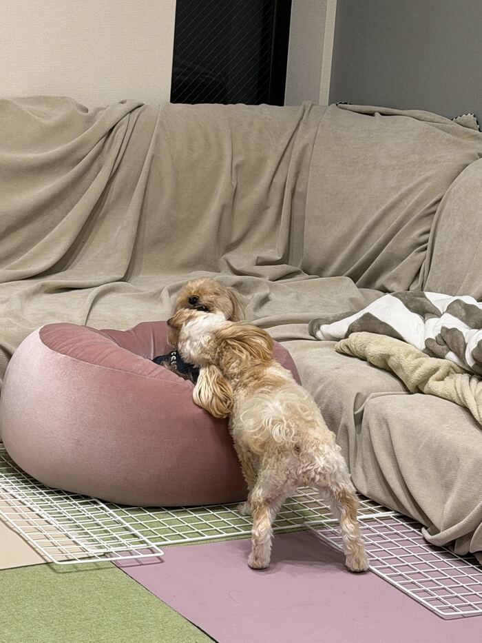 クッションの上でじゃれ合うコタとるんるん