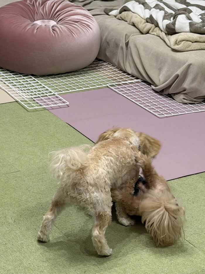 床でくんずほぐれつのコタとるんるん