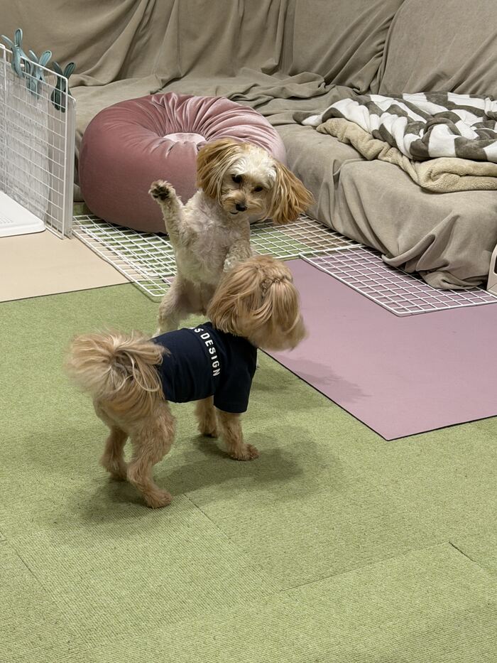 立ち上がって顔を合わせるコタとるんるん
