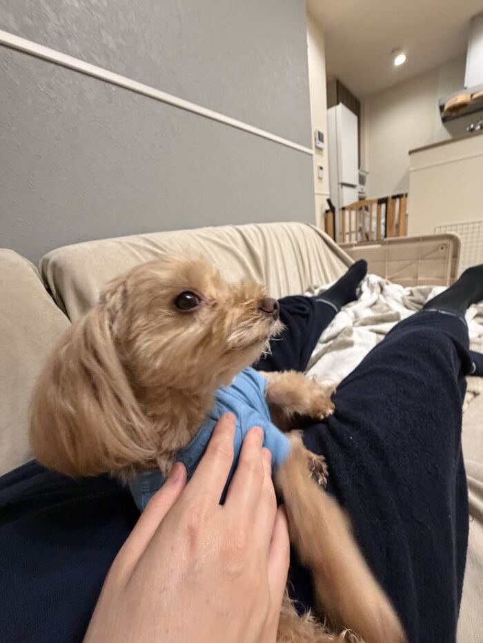 ソファをホリホリするコタ