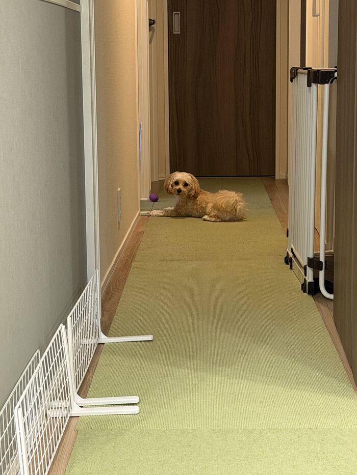 廊下でドアの方を見つめるるんるん