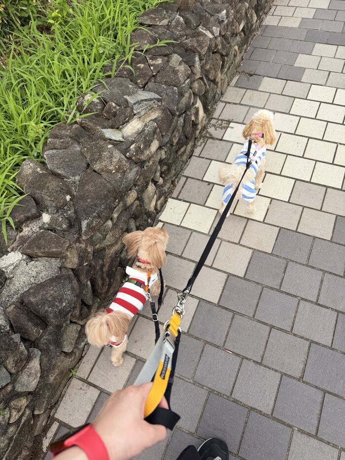 石垣沿いを歩くコタとるんるん