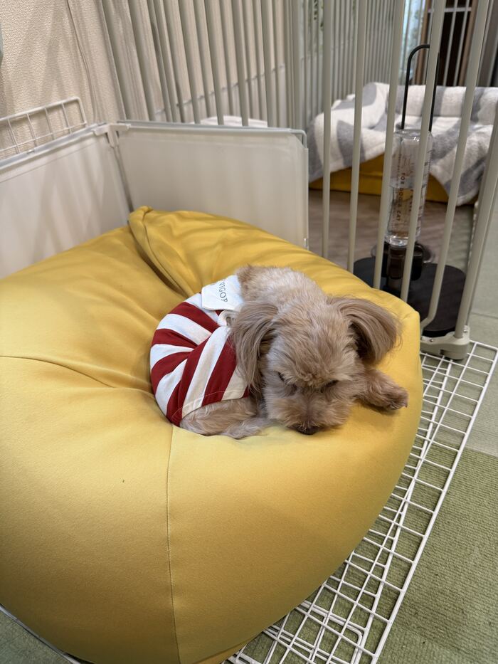 黄色いクッションで丸くなって眠るコタ