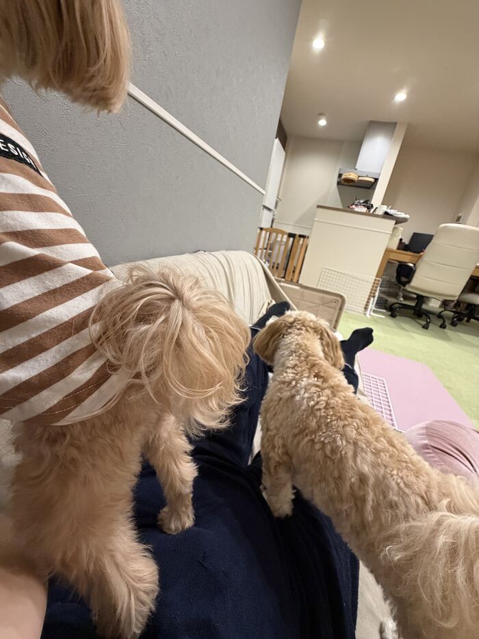 お膝に乗ろうとするるんるん