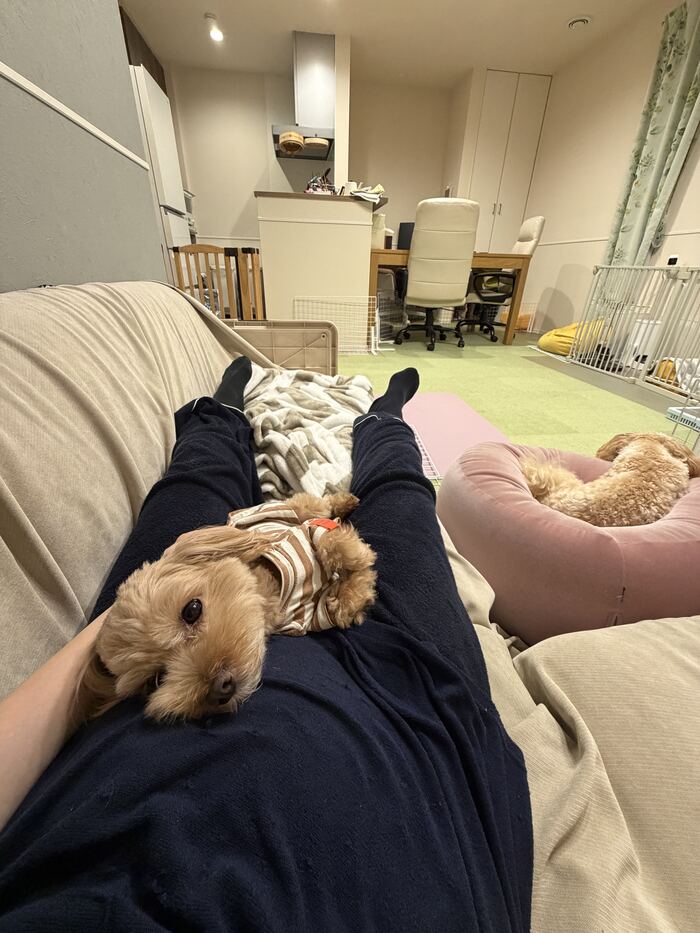 足の中で眠るコタとクッションで眠るるんるん