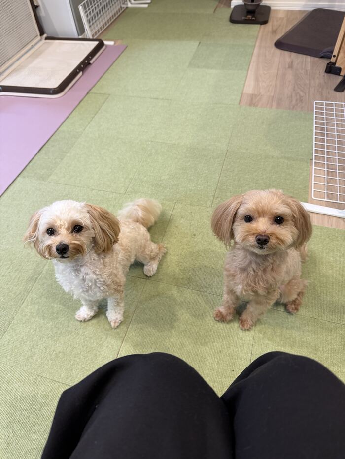 トリミング前のるんるんとコタ