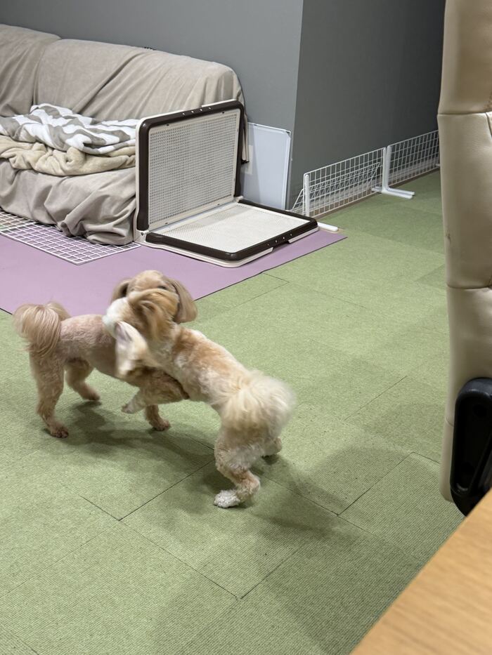 夜に復活してワンプロするコタとるんるん