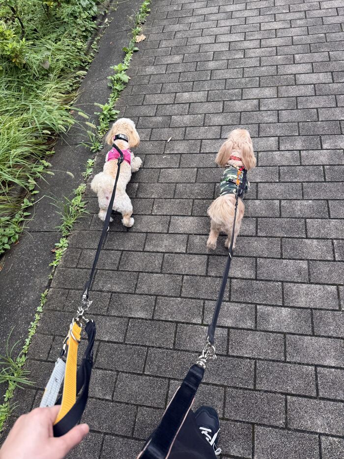 並んで歩くコタとるんちゃんの後ろ姿