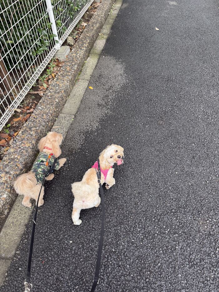 舌を出するんちゃんと歩くコタ