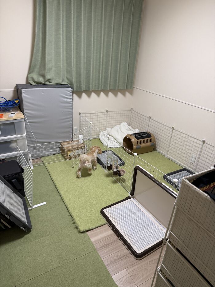 部屋の中を歩くるんちゃん