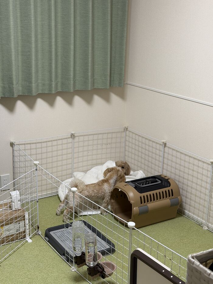 毛布に顔を寄せるるんちゃん