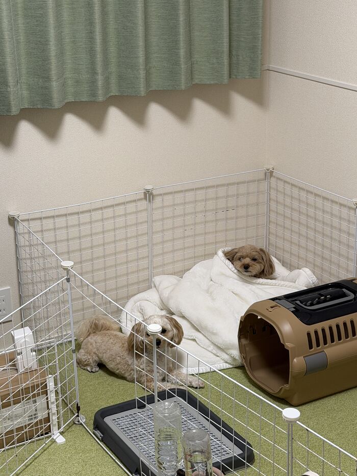 毛布から顔を出すコタとその横で伏せるるんちゃん