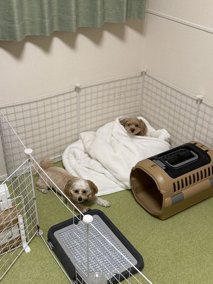 こちらを見つめるるんちゃん