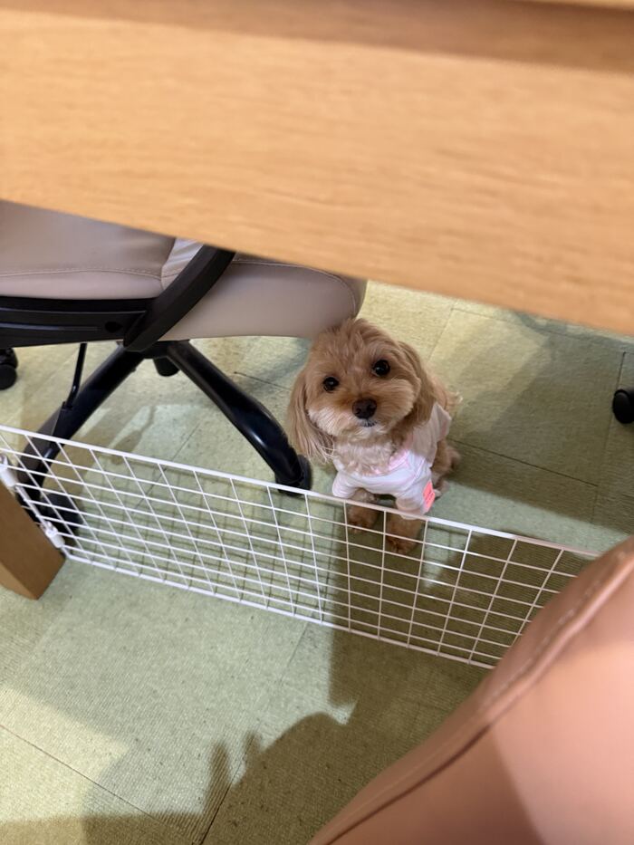 椅子の下からこちらを見上げるコタ