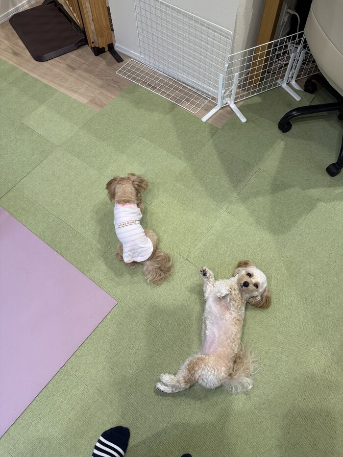 うつ伏せのコタと仰向けのるんちゃん